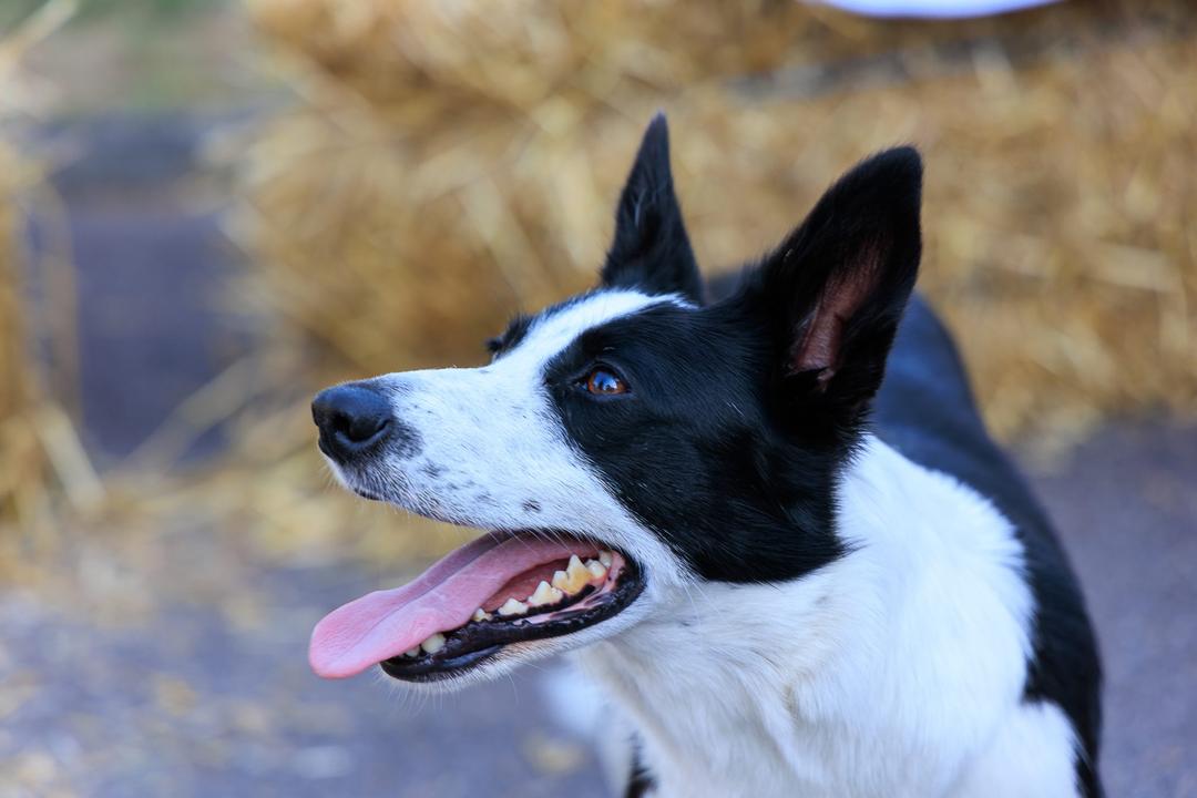 Le berger, son chien et l’art de guider le troupeau