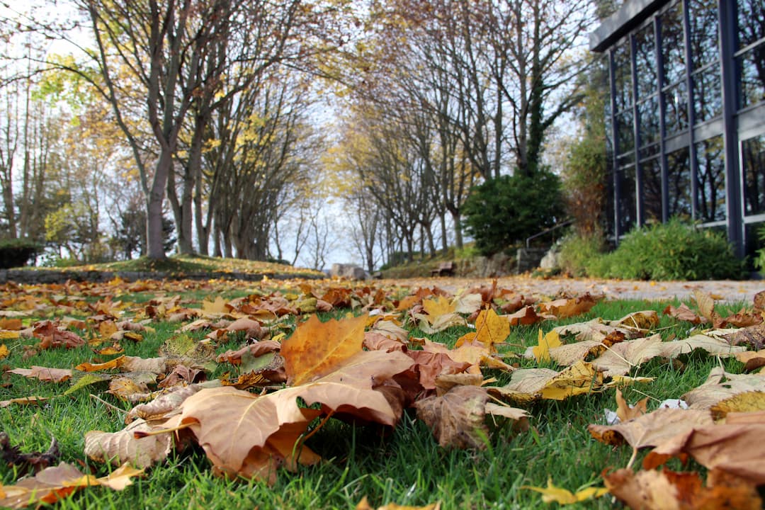 L'automne à l'Abbaye